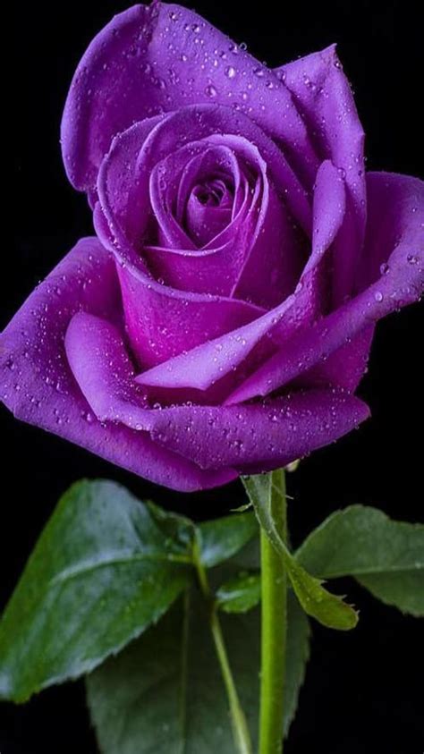 Purple Rose | Beautiful roses, Purple roses, Pretty flowers