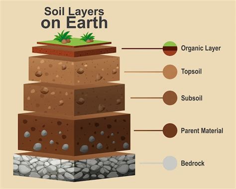 Free Vector | Diagram showing different layers of soil