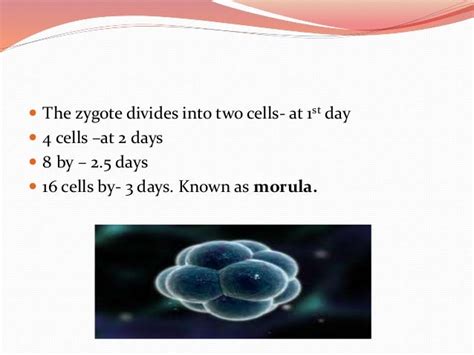 Fetal development