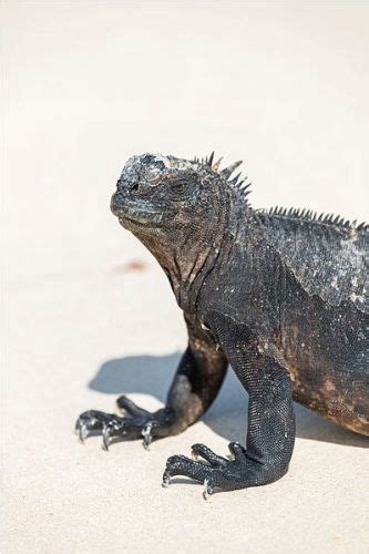 10 Facts about Marine Iguanas | Less Known Facts