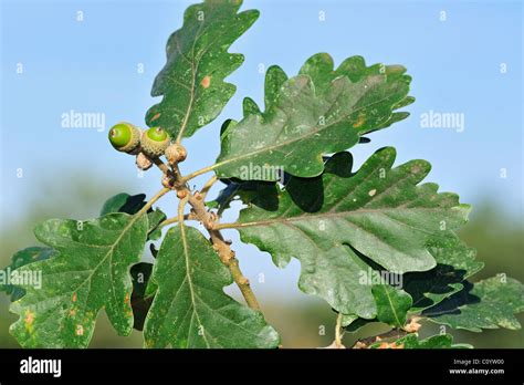 Sessile / Durmast oak (Quercus petraea / Quercus sessiliflora), acorns and leaves Stock Photo ...