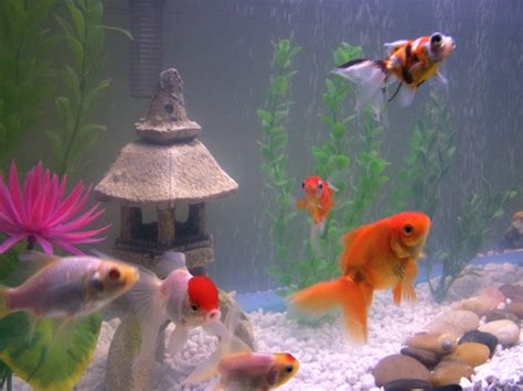 The Top 5 Best Pet Fish of All Time (FRESHWATER) – 2018 | StickPets