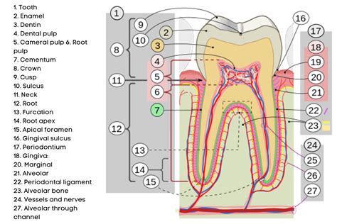 Apical foramen - Forest & Ray - Dentists, Orthodontists, Implant Surgeons