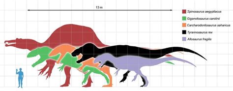 Giganotosaurus Size Comparison To T Rex