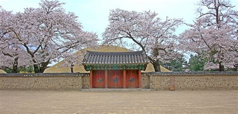 must-visit-cherry-blossom-spots-in-gyeongju-featured - Trazy Blog