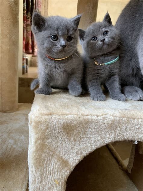 British Shorthair Kittens For Sale Near Me - British Shorthair