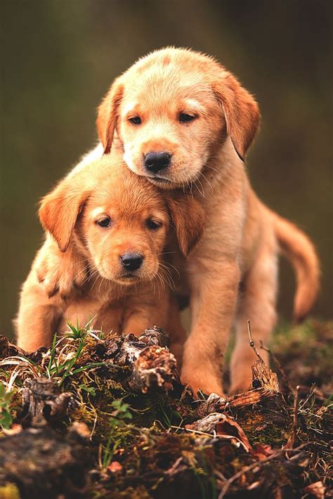 Puppy Love | Cute baby dogs, Puppies, Golden retriever