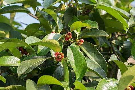 Mangosteen Tree Stock Photos, Pictures & Royalty-Free Images - iStock