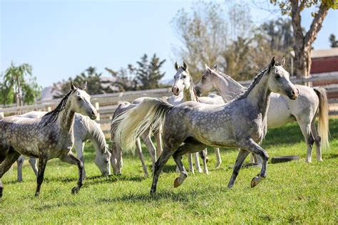 8 - Cavalia Odysseo - 65 horses vacationing at local farm in Santa ...