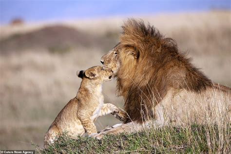 Heartwarming Bond: Cub Emulates Lion King, Sharing a Tender Hug With Father - October Daily