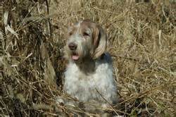 An Italian hunting dog : the Spinone Italiano