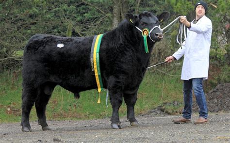 Shows and Sales Archives - Aberdeen-Angus Cattle Society