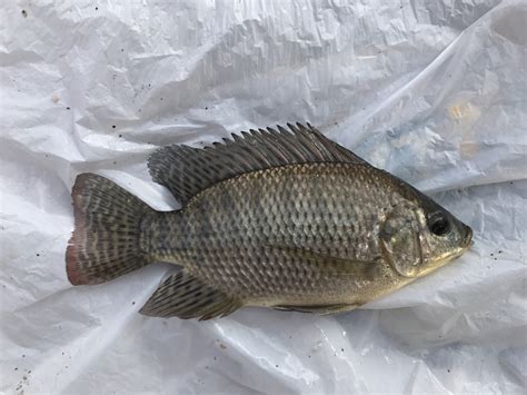 Species #109 — Blue Tilapia – CaughtOvgard