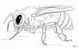 Coloring Pages Of Honey Bees  Home sketch template
