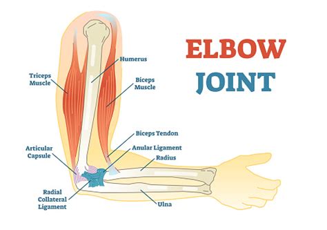 Elbow Joint Vector Illustrated Diagram Medical Scheme Stock ...