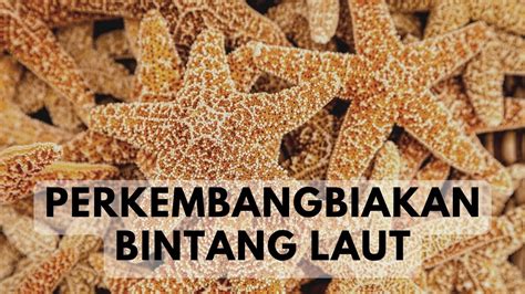 Cara Berkembang Biak Bintang Laut - YouTube