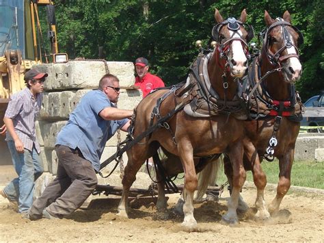 Draft Horse Pulling Competition and that man is breaking a rule no ...