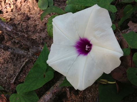 Ipomoea pandurata (Indian Potato, Man-of-the-Earth, Manroot, Morning ...