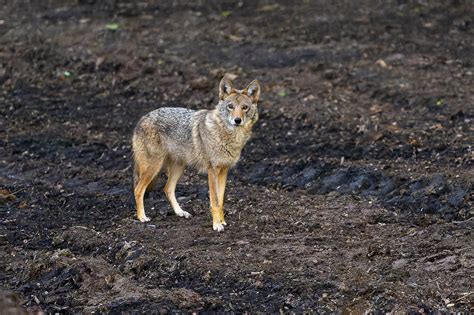 Coyote Spotted In Central Park With Incredible Photo | Upper West Side, NY Patch