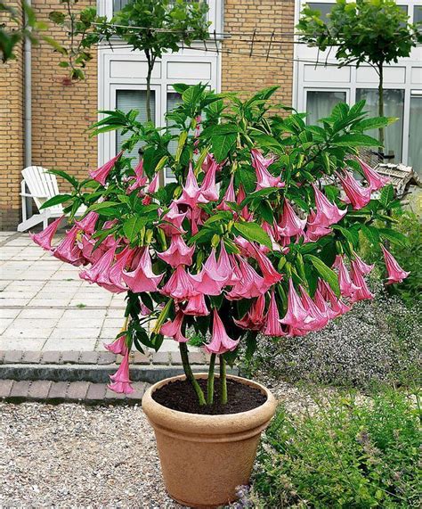 Angel Trumpet Pink - BRUGMANSIA SEEDS - Huge, Fragrant Trumpet flowers - Annual & Biennial Seeds