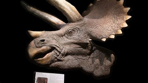 Triceratops Head