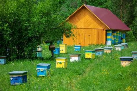 Apiary Design: 8 Practical Factors To Consider Before You Start