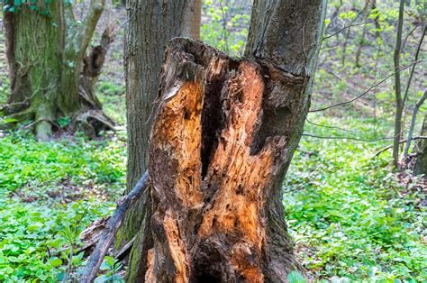 Help, My Trees Are Rotting - Learn What Causes Wood Rot In The Landscape