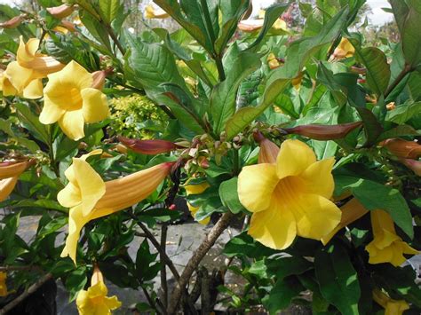 Buy Allamanda cathartica, Brown Bud Allamanda, Yellow Allamanda, Golden Trumpet | Free Shipping ...