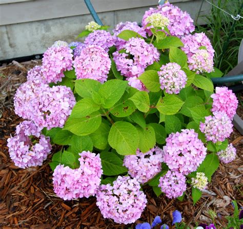 Dwarf Hydrangea | Endless summer hydrangea, Minnesota garden, Growing ...