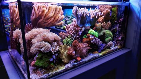 MikeC's SOFTY TANK | Coral reef aquarium, Coral aquarium, Reef tank aquascaping