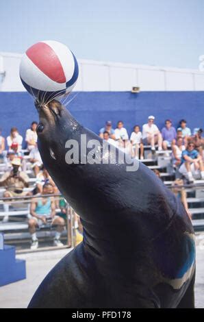 Sea Lion balancing a ball on his nose while standing on his flippers with his trainer behind him ...