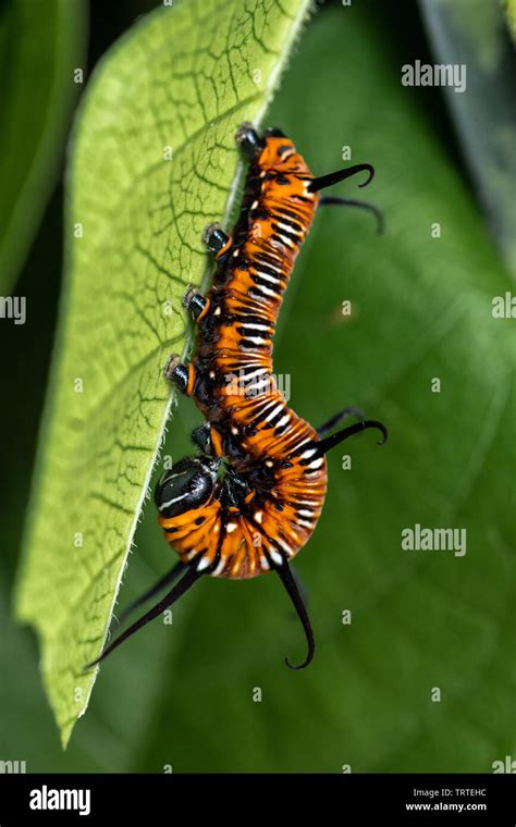 Colourful common crow butterfly caterpillar on leaf Stock Photo - Alamy