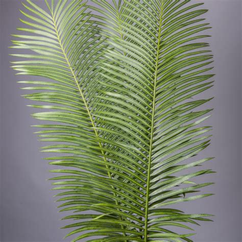 Cycads Archives - Orocosta