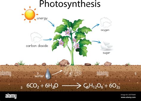 Photosynthesis diagram hi-res stock photography and images - Alamy