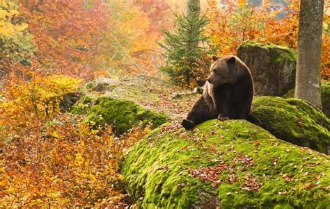 Bavarian Forest National Park – Germany | World for Travel | Bavarian ...