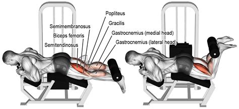 How to LYING LEG CURL | Videos & Guides - weighteasyloss.com