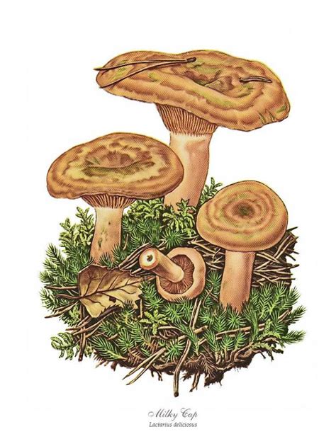 Lactarius deliciosus: Systematics, Habitat, Recognition