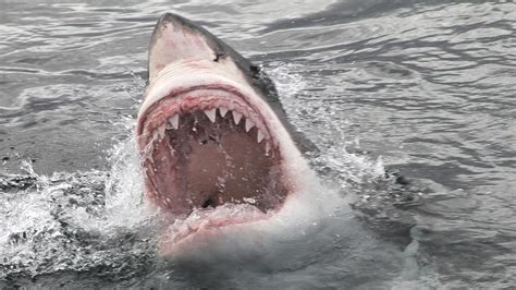 Port Macquarie shark attack: 13-year-old bitten by shark at Town Beach | news.com.au — Australia ...