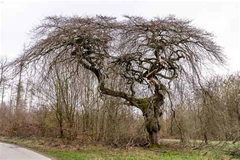 Weeping Beech Tree stock image. Image of green, yard - 13785751