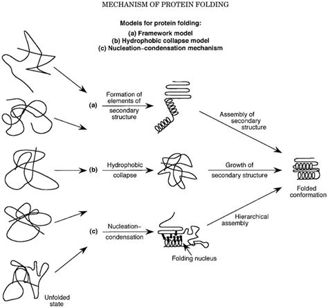 3: Models for protein folding (reprinted from (Nolting and Andert ...