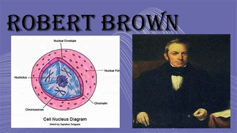 Contribution of Robert Brown in Cell theory. - YouTube