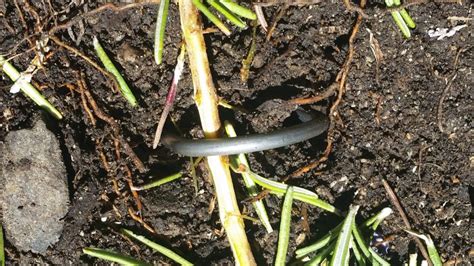 Propagation Tips: Layering Rosemary | ASHLAND GARDEN CLUB