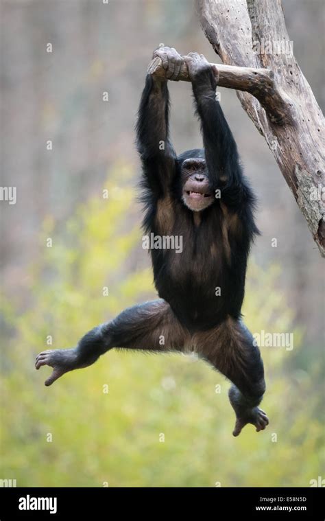 Monkey swinging tree hi-res stock photography and images - Alamy