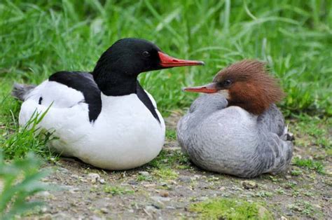 Common Merganser - British Waterfowl Association