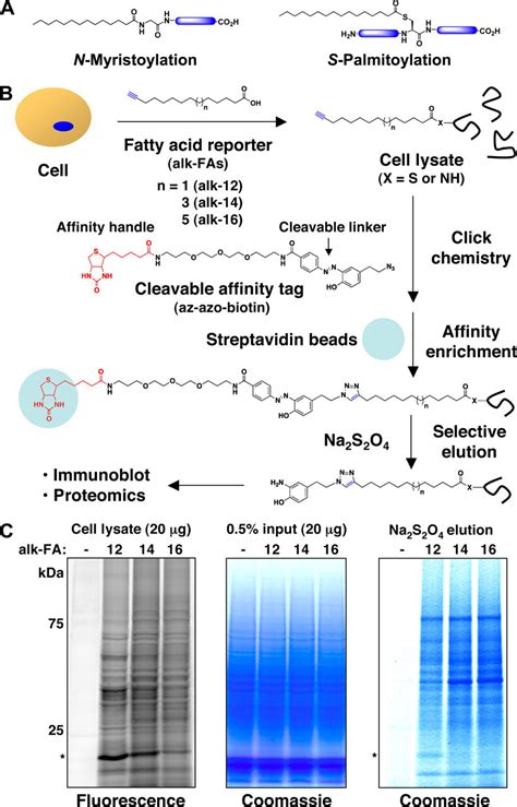 Proteomic Analysis of Fatty-acylated Proteins in Mammalian Cells with Chemical Reporters Reveals ...