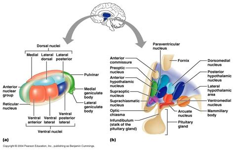 Pin by Rowan Bradley on Health Sciences | Medical knowledge, Biology diagrams, Neurology