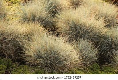 Tussock Grass Royalty-Free Images, Stock Photos & Pictures | Shutterstock