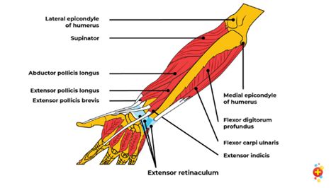 Medial epicondylar fractures of the humerus