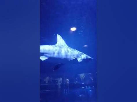 Shark Tulsa aquarium kscornhauler - YouTube