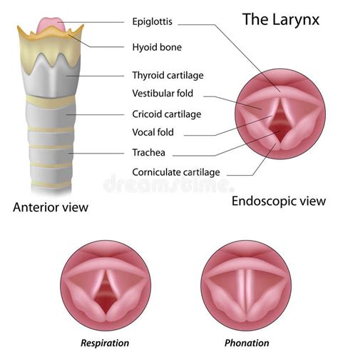 Anatomy of the larynx stock vector. Illustration of health - 27641162 ...